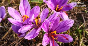 Zafferano della Lomellina - Immagine: 1