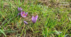 Zafferano della Lomellina - Immagine: 2