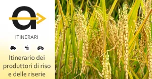 Itinerario dei produttori di riso e delle riserie - Immagine: 1