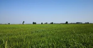 Lomellina terra di risaie - Immagine: 2