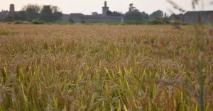 Società Agricola Massino - Produzione e vendita riso - Immagine: 4