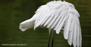 Garzaia di Villa Biscossi - Immagine: 1