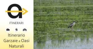 Itinerario delle Garzaie e Oasi Naturali in Lomellina - Immagine: 1