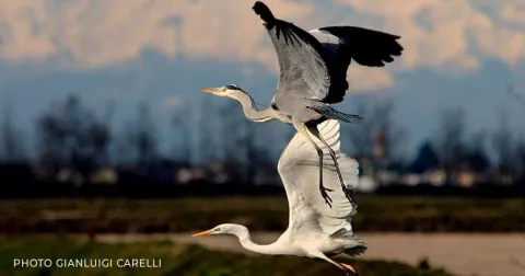 Bosco Basso Heronry