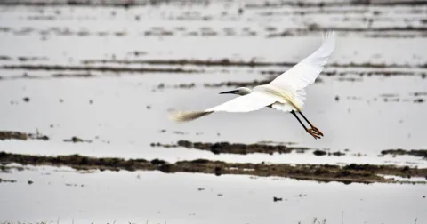 Le Garzaie e le Oasi Naturali in Lomellina