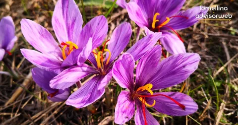 Zafferano della Lomellina