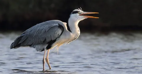 Lago di Sartirana Heronry