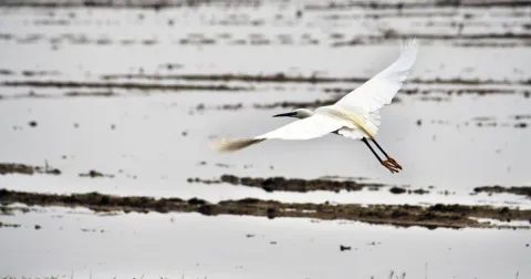 Heronry of Celpenchio