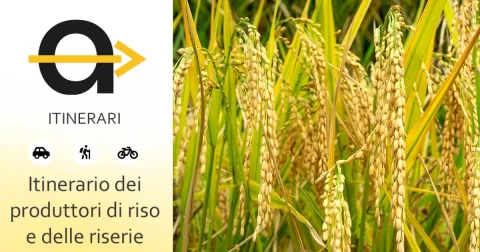 Itinerary of the rice producers and rice farms