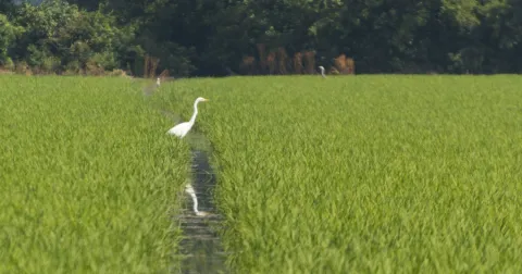 Verminesca Heronry