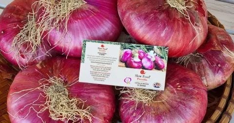 Cipolla Rossa di Breme