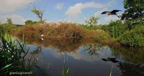 Heronry of the Abbey of Acqualunga