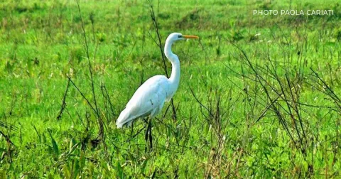 Cascina Isola Heronry