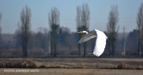 Heronry of Gallia