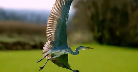 Rinalda Heronry