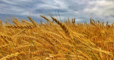 Agricoltura Biologica in Lomellina